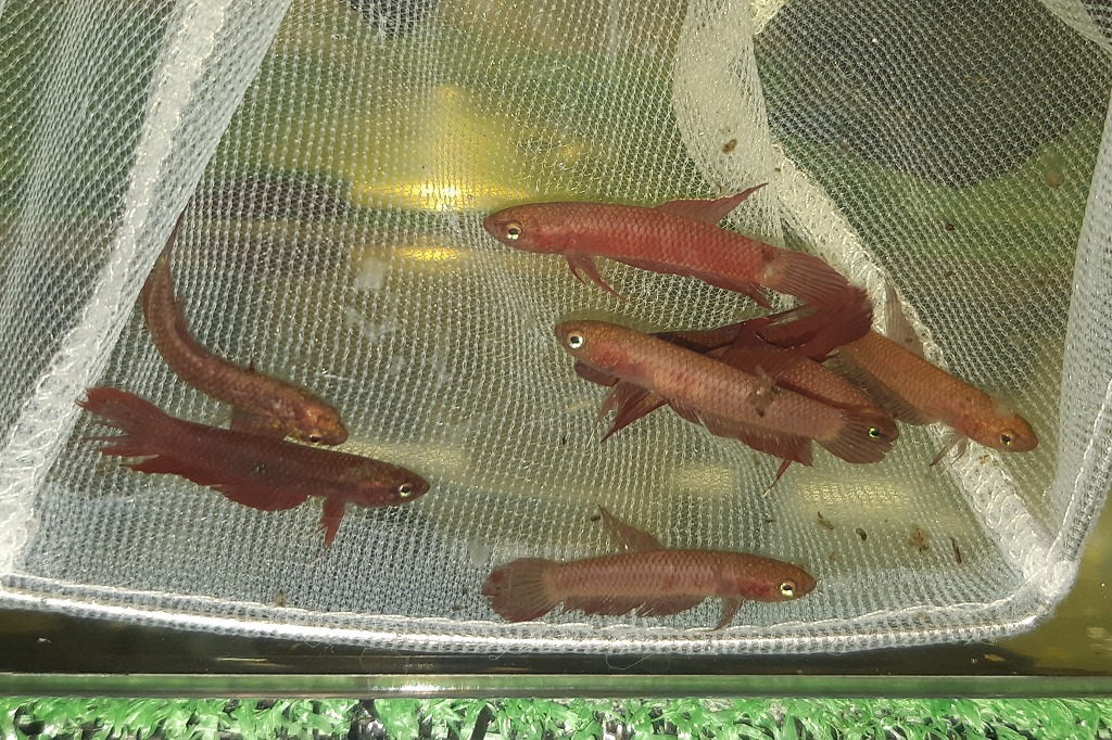 シニボティア プルクラ